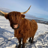 Farma Vojtěška - dodavatel kvalitního hovězího masa plemene Highland Cattle